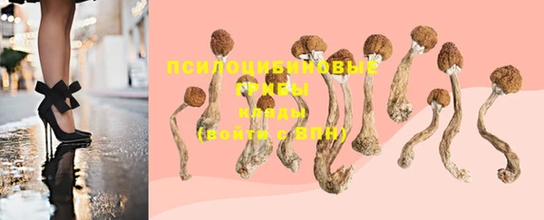 PSILOCYBIN Инта